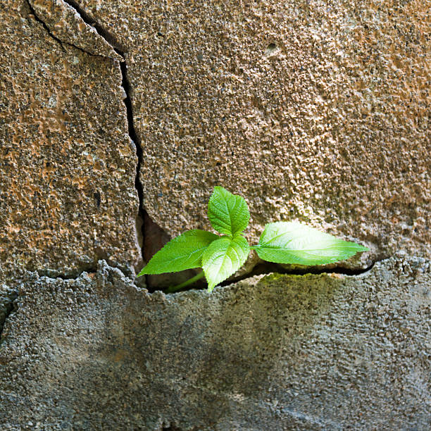 istock Plant growing in a concrete wall 503238508