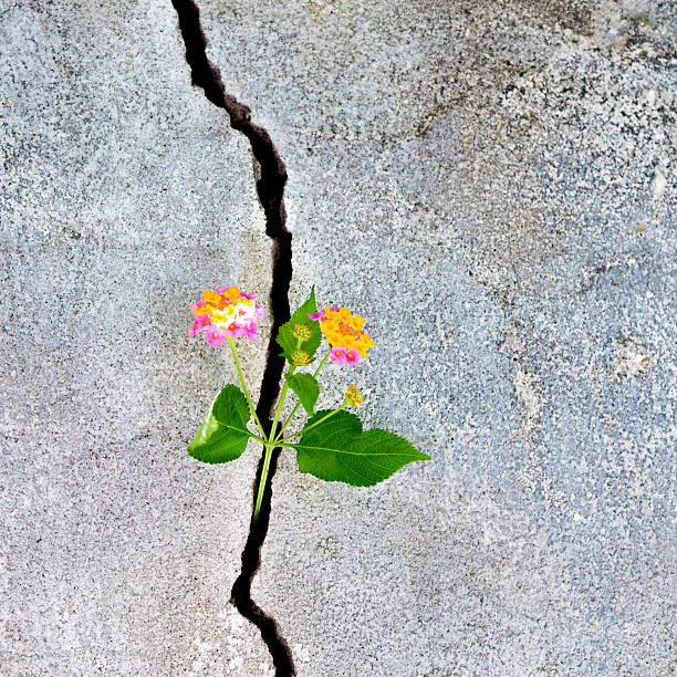 istock Plant growing in a concrete wall 503238544