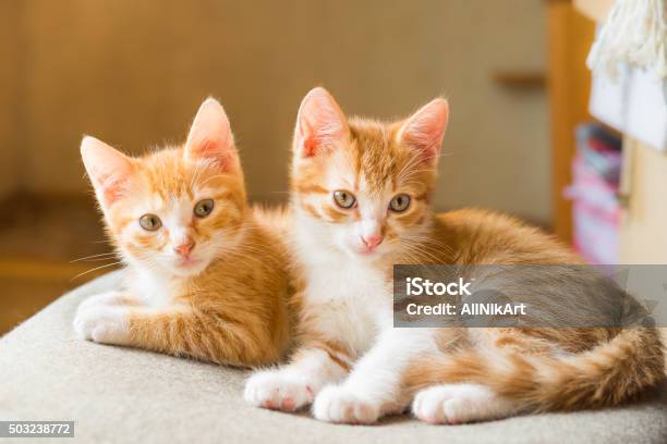 Cats Cute Ginger Kittens Stock Photo - Download Image Now - Two Animals, Domestic Cat, Kitten