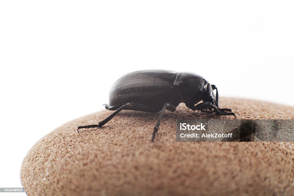 Insect - Lizenzfrei Clipping Path Stock-Foto