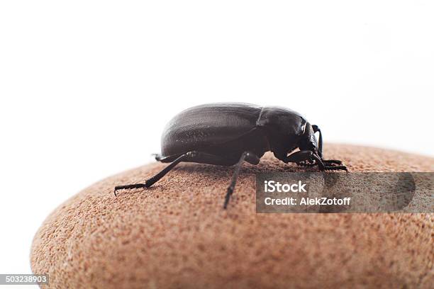 Insetto - Fotografie stock e altre immagini di Animale - Animale, Bianco, Cimice delle regioni temperate