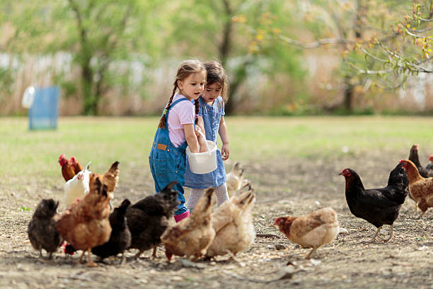 istock Two little girl feeding chickens 503238919