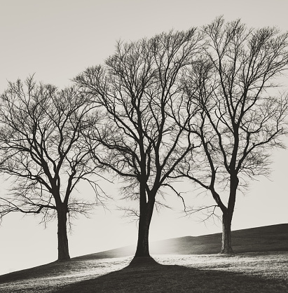 A trio of trees on a hill within an urban park.  Backlighting on the center tree.  Long exposure, toned black and white.