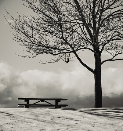 A picnic table sits under a tree in an urban park.  Toned black and white.