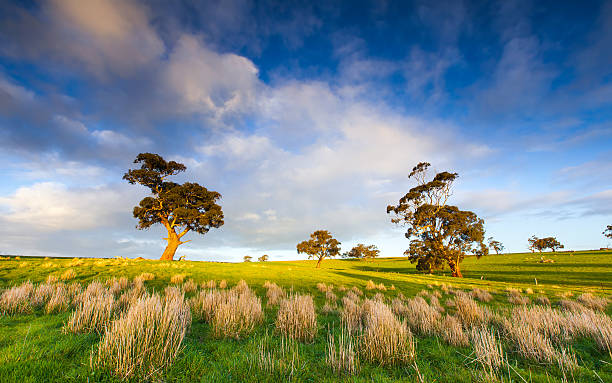 Afternoon Glow Late afternoon in the Clare Valley county clare stock pictures, royalty-free photos & images