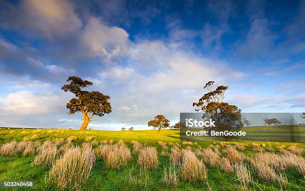 Afternoon Glow Stock Photo - Download Image Now - County Clare, Valley, South Australia