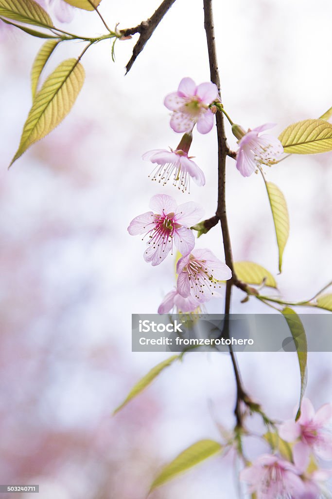 Sakura pink blossom flowers with blur background. Blossom Stock Photo