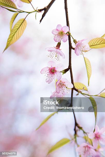 Sakura Pink Blossom Flowers With Blur Background Stock Photo - Download Image Now - Blossom, Botany, Branch - Plant Part