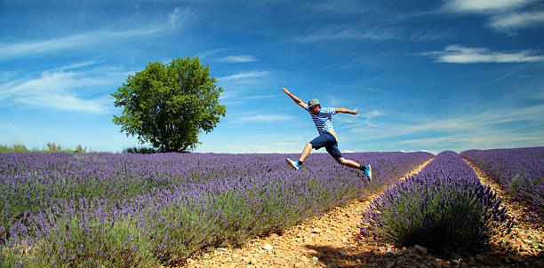 лаванда полей в провансе - lavender coloured lavender provence alpes cote dazur field стоковые фото и изображения