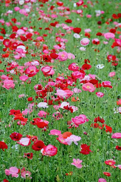 istock Hill of poppy field 503241060