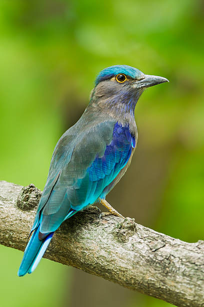 istock Close up portrait of Indian roller 503241375