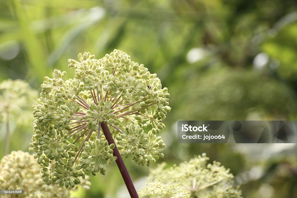 Wild Angelica Umbel with seeds of a wild angelica (Angelica sylvestris). Angelica Stock Photo
