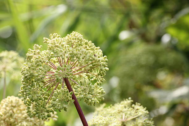 dziki angelika - angelica plant flower uncultivated zdjęcia i obrazy z banku zdjęć