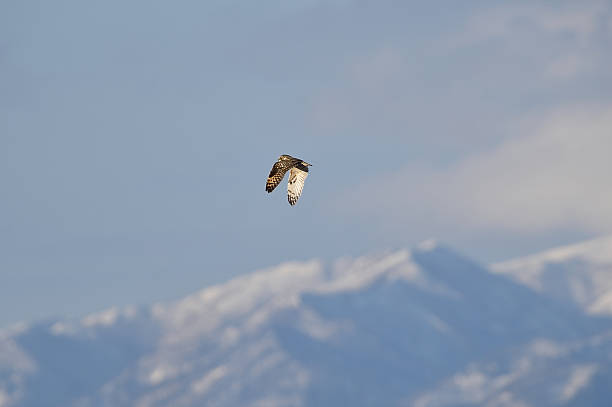 istock Short-eared owl in Hokkaido 503242056