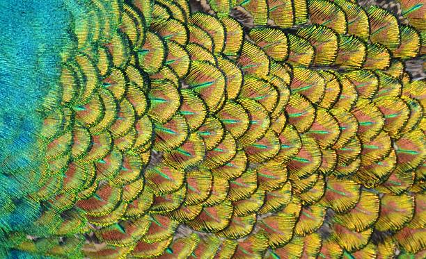 Peacock Scales Zoom of the green and blue feathers on the back of a peacock. peacock feathers scales photos stock pictures, royalty-free photos & images