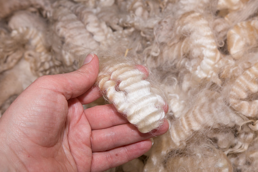 Woman's hand holding staple of wavy merino wool