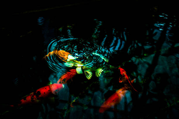 istock Carp fishes in water. 503242751
