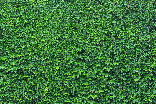 Closeup leaf fence stock photo