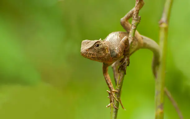 Photo of Indian gecko on a tree trunk