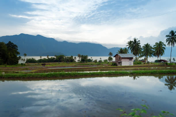 Rice fields near Lake Maninjau. Lake Maninjau (Danau Maninjau) is a caldera lake in West Sumatra, Indonesia.