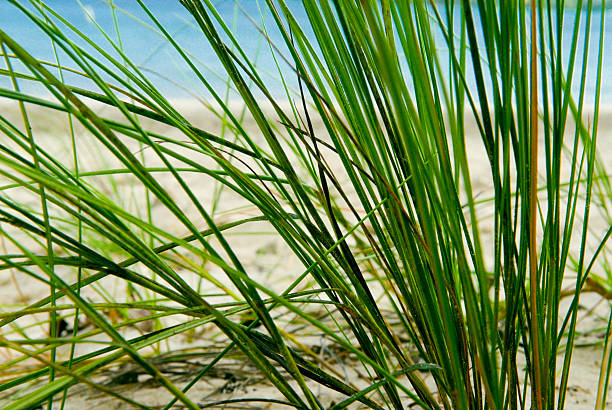 istock Tropical Ocean and Sea Grass 503243869