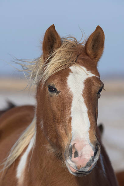 istock Horse in the winter 503244278