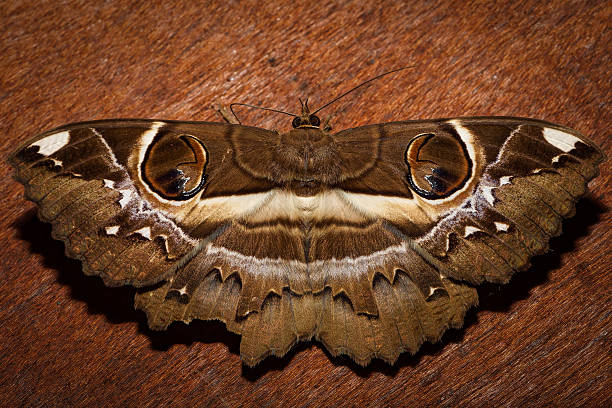 owlet moth na brązowy drewnianym tle - siem riep flash zdjęcia i obrazy z banku zdjęć