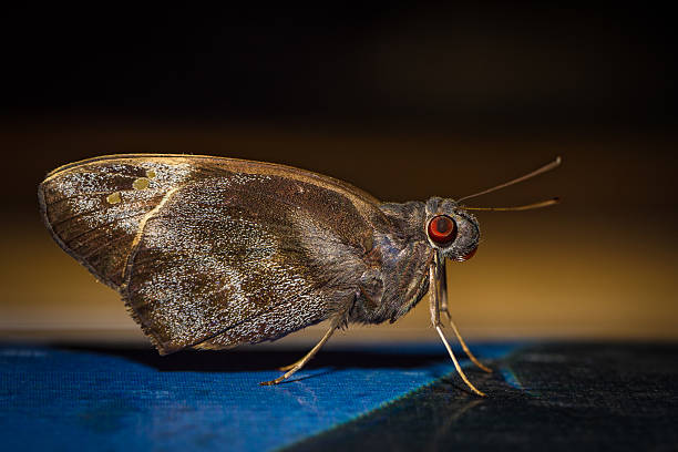czerwony eyed moth na niebieskim i brązowe tło - siem riep flash zdjęcia i obrazy z banku zdjęć