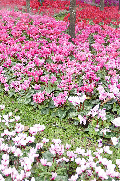 istock blooming flower at the flowerbed 503244504