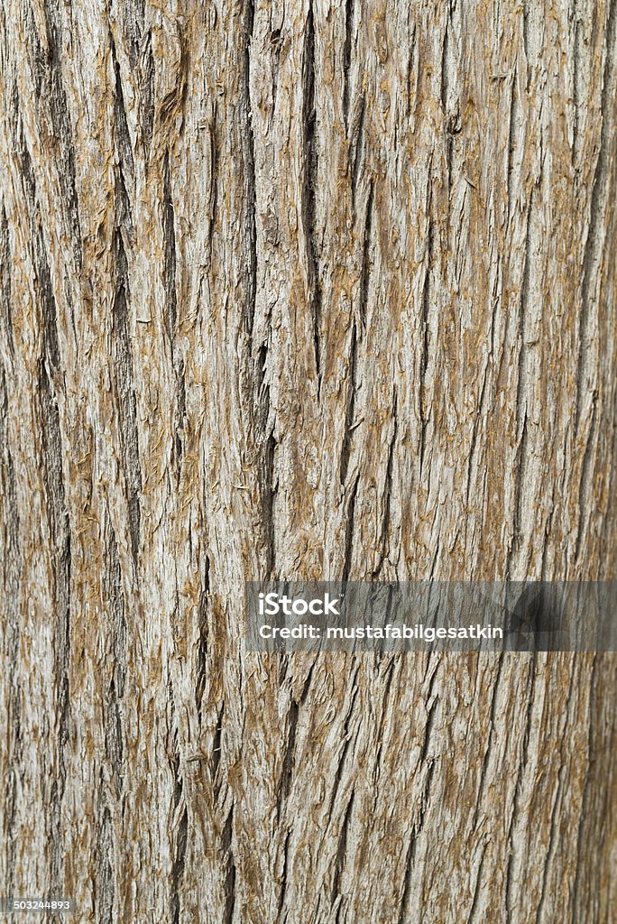 Natural texture tree bark Pine tree bark, fine texture Abstract Stock Photo