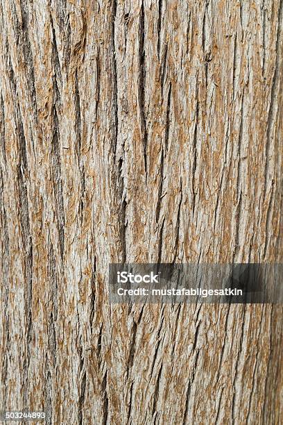 Natural Texture Tree Bark Stock Photo - Download Image Now - Abstract, Aging Process, Backgrounds