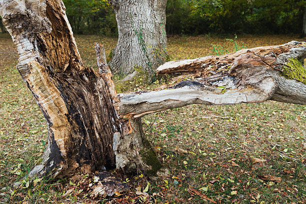 tree hit by lightning stock photo
