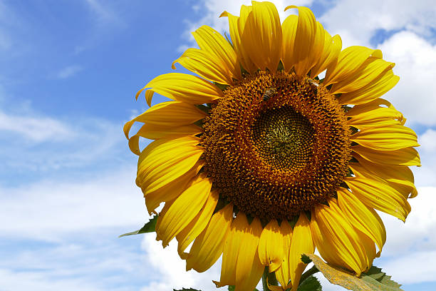 istock blooming sunflower with blue sky background 503246114