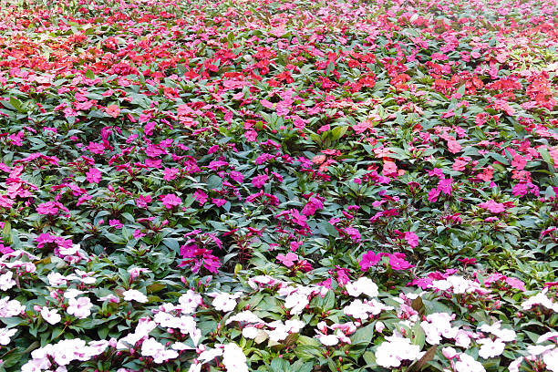 istock blooming flower at the flowerbed 503246948