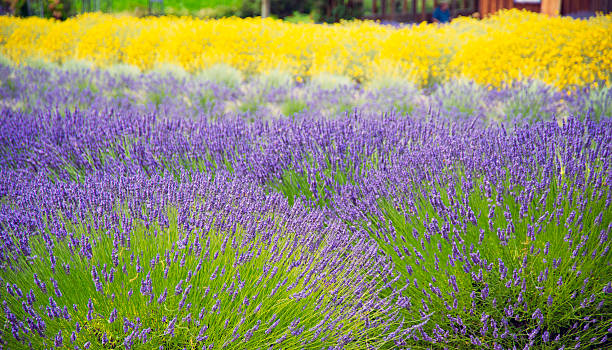 istock Yellow, purple and white Lavender in field 503248572