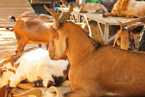 istock Brown domestic goat (Capra aegagrus hircus) sitting on the table 503248814