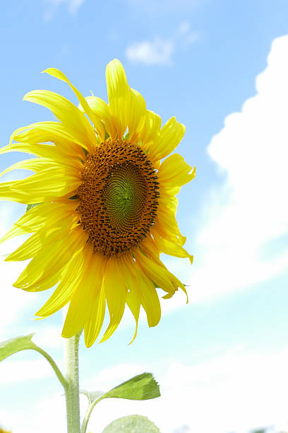 istock blooming sunflower with blue sky background 503249384