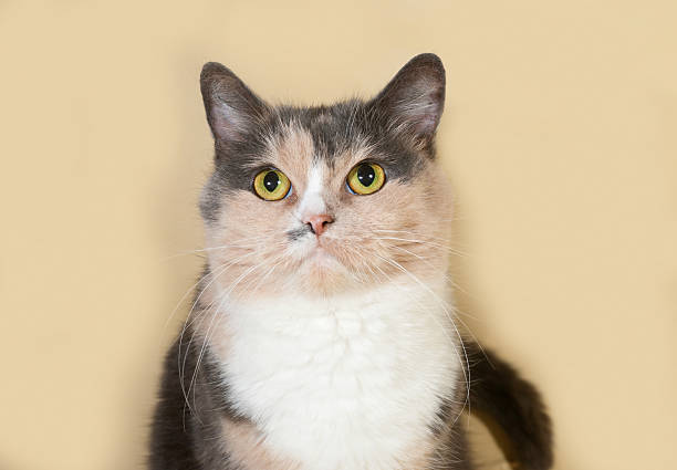 istock Tricolor cat sits on yellow 503250004