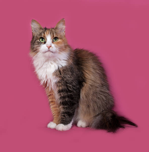 istock Fluffy tricolor cat sits on pink 503250166