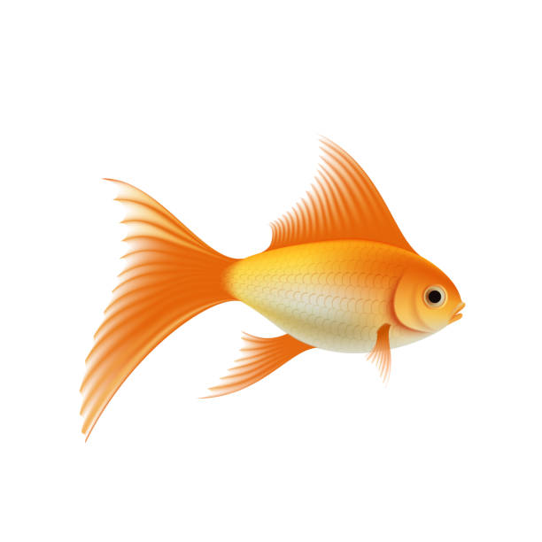 illustrazioni stock, clip art, cartoni animati e icone di tendenza di acquario di oro pesci - fish tank