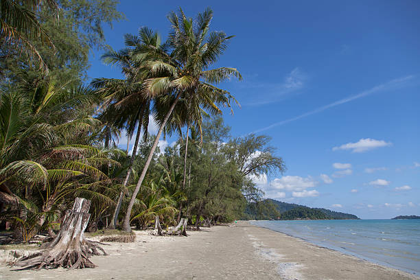 istock Koh Chang and Palm 503251282