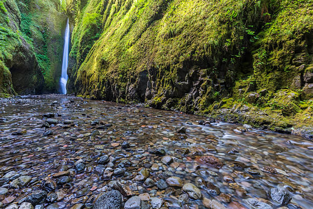 istock Beautiful nature in Oneonta Gorge trail, Oregon. 503253908