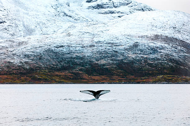 istock Humpback whale tale fin in the arctic 503254026