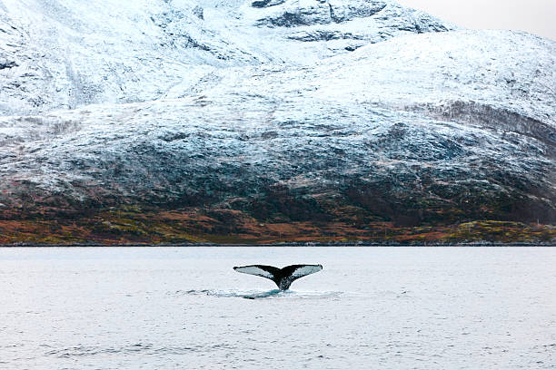 Humpback whale tale fin in the arctic Large humpback whales in the arctic. Shows tail fin when diving. Mountain in the background. whale tale stock pictures, royalty-free photos & images
