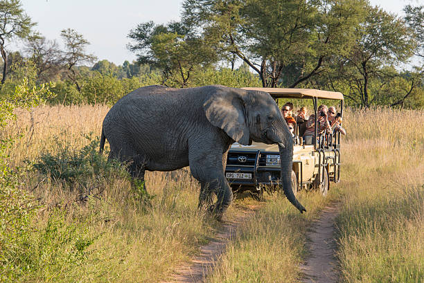 éléphant traverser en face d'un safari en jeep - parc national de krüger photos et images de collection