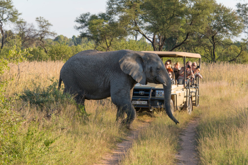 Entabeni, South Africa - April 21, 2014: Tourists a in a safari vehicle at the savannah, watching an elephant crossing the road.