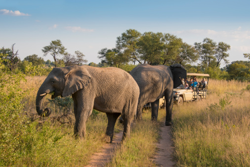 Entabeni, South Africa - April 21, 2014: Tourists a in a safari vehicle at the savannah, watching two elephants on the road.
