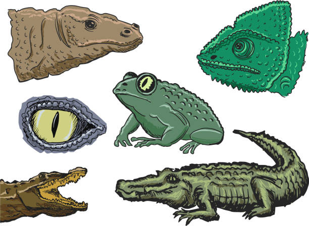 reptiles set of illustrations of reptiles komodo dragon drawing stock illustrations