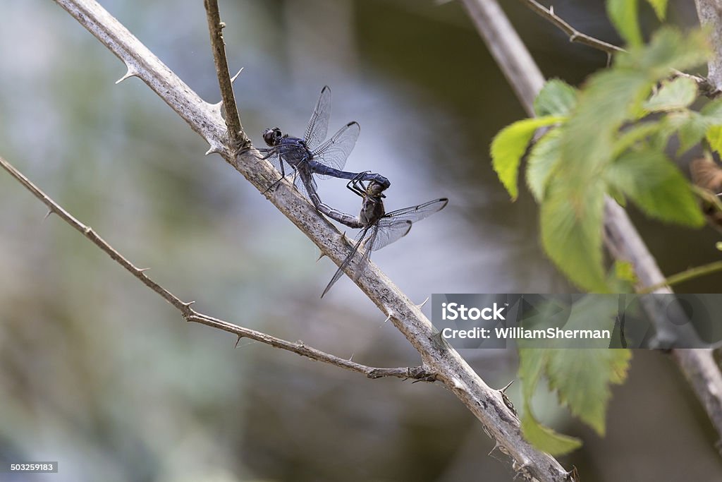 Sich paaren Slaty Skimmer Libellen (Libellula Incesta) - Lizenzfrei Einzelnes Tier Stock-Foto