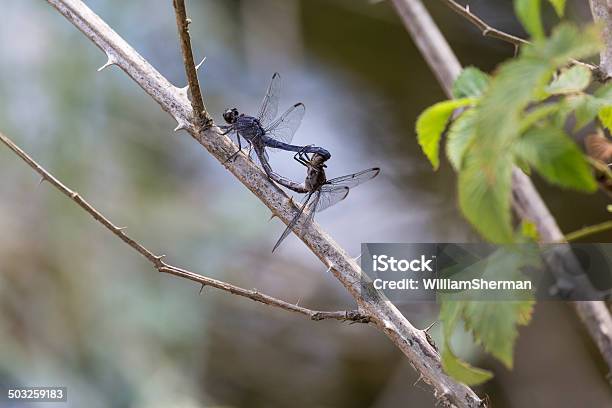 Photo libre de droit de Saccoupler Vineuse Becenciseaux Dragonflies banque d'images et plus d'images libres de droit de Accouplement animal